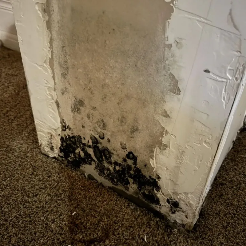Professional Mold Removal in Marion, IL
